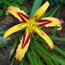 Hemerocallis Cherokee Vision